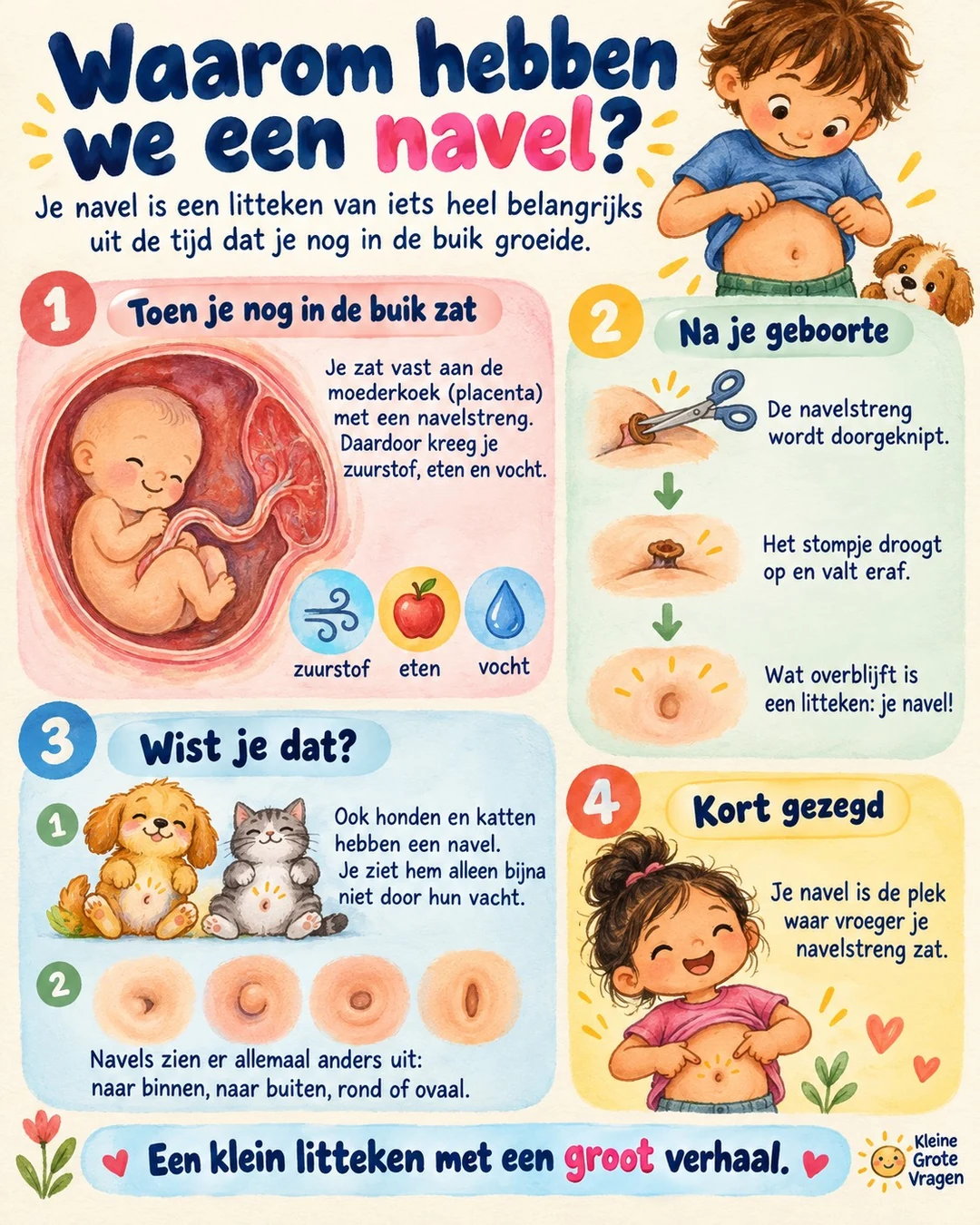 Infographic: Waarom hebben we een navel?