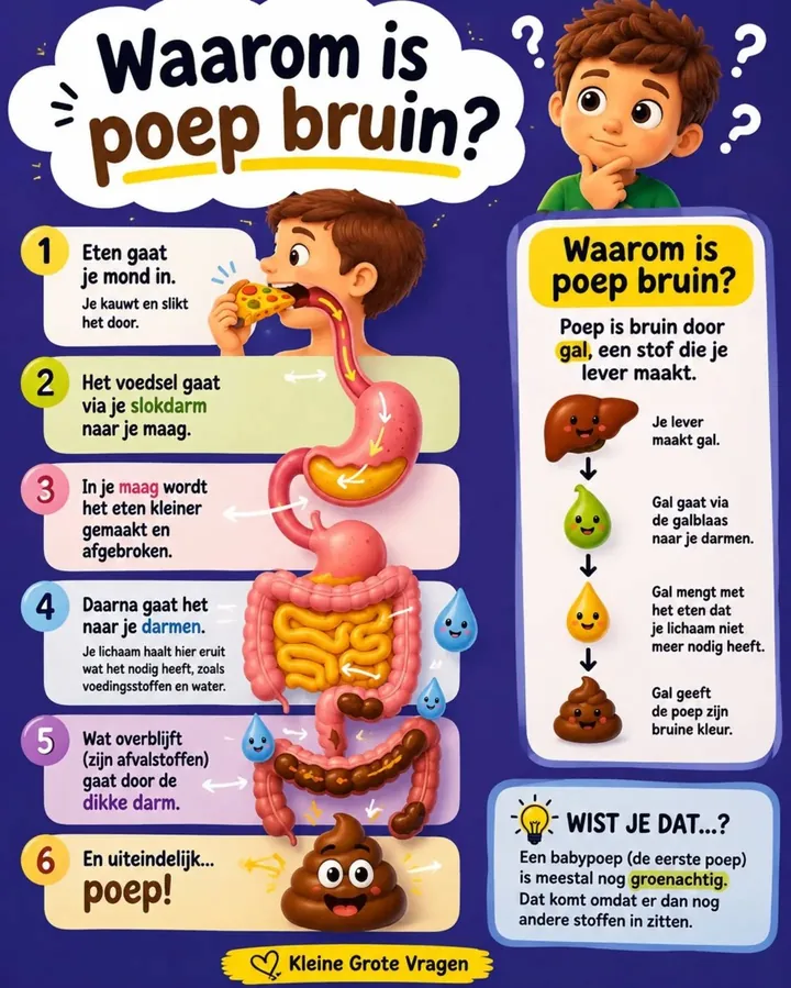 Plaat bij de vraag: Waarom is poep bruin?